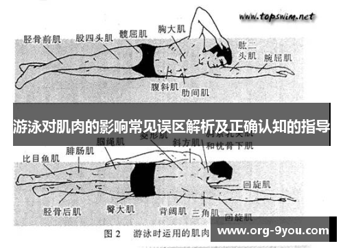 游泳对肌肉的影响常见误区解析及正确认知的指导